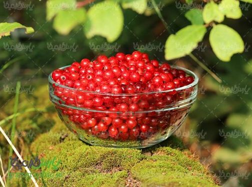 Fruit