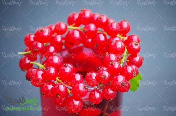 Fruit