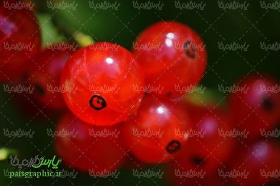 Wild Berries