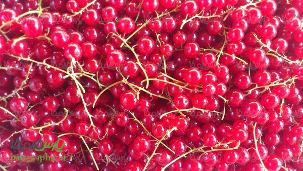 Wild Berries