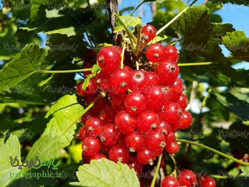 Fruit