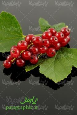 Fruit