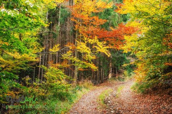 فصل پاییز