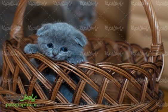 گربه خانگی