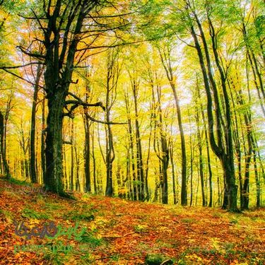 فصل پاییز