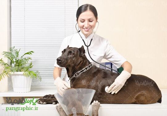 Veterinary Medicine