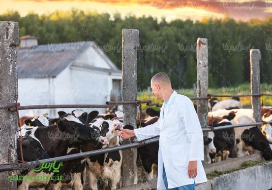 Veterinary Medicine