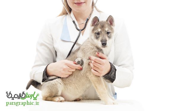 Veterinary Medicine