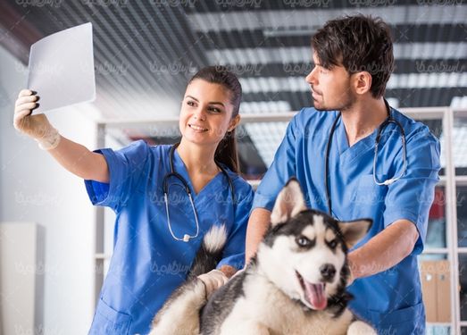 Vet