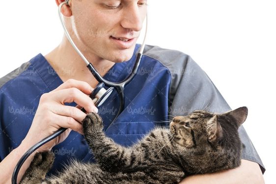 Vet