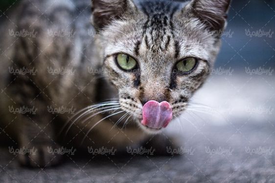 گربه