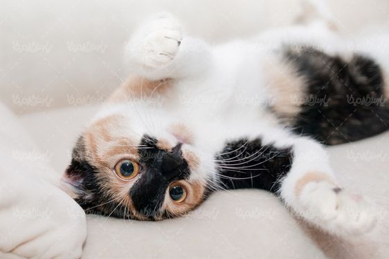 Download Free Cat Photos