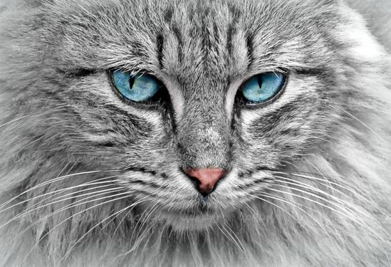 Download Free Cat Photos