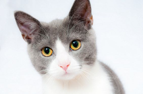 Download Free Cat Photos