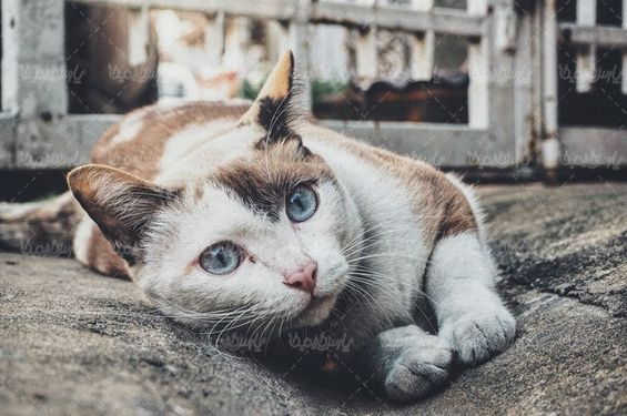 Download Free Cat Photos