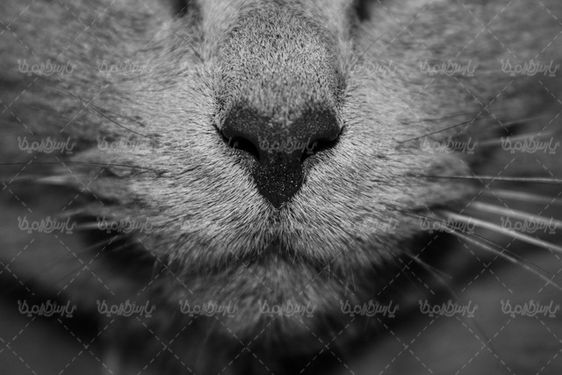 Download Free Cat Photos