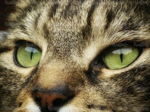 Download Free Cat Photos