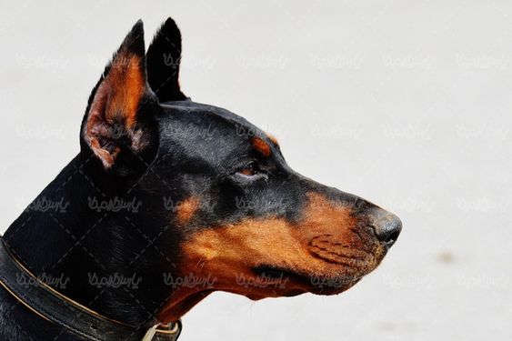 Big dog