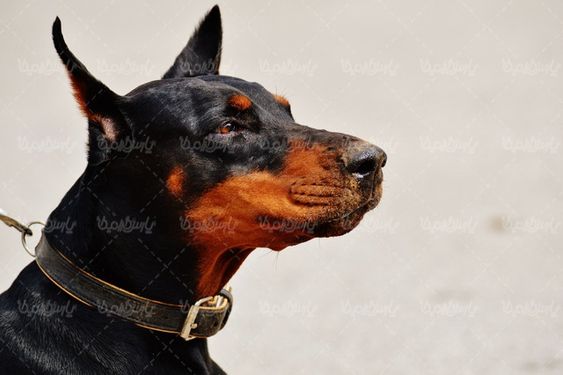 Big dog