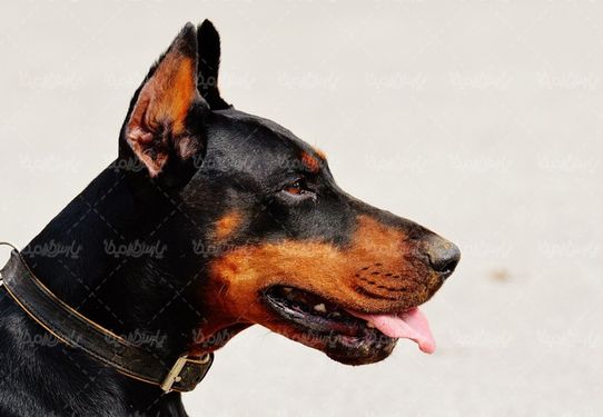 Big dog
