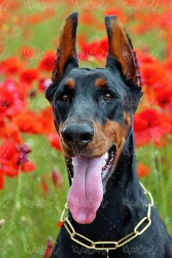 Big dog