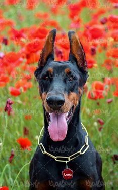 Big dog