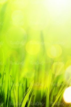 spring season