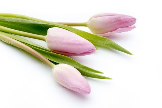 گل طبیعی