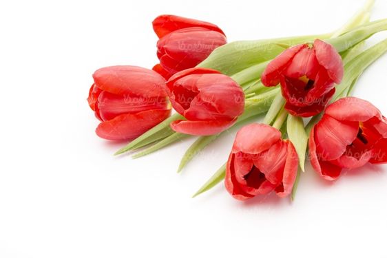 گل طبیعی