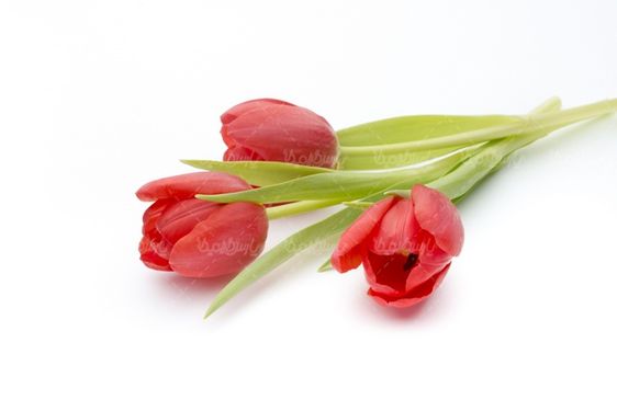 شاخه گل