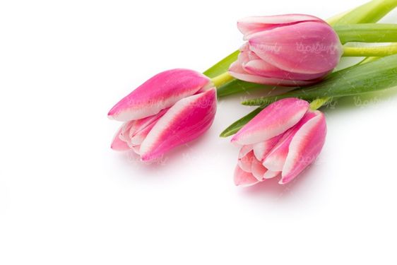 شاخه گل