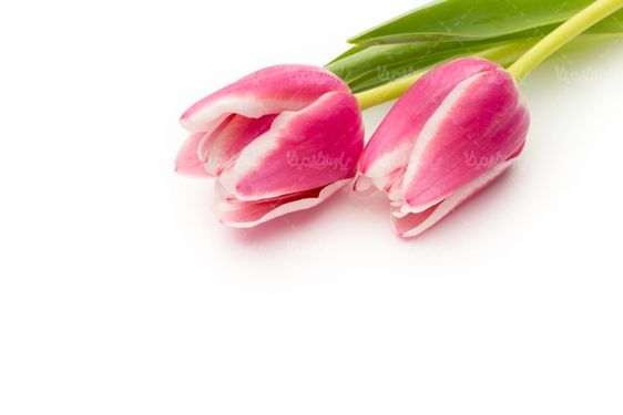 گلفروشی