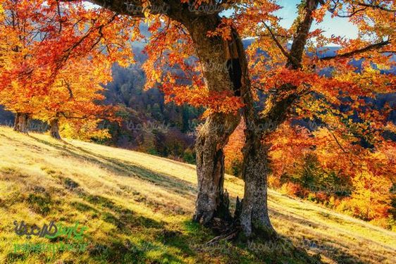 دانلود رایگان عکس پاییز