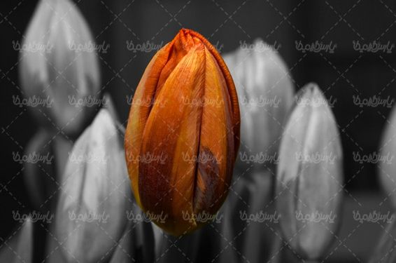 شاخه گل