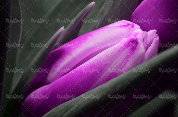 شاخه گل