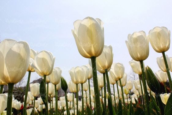 شاخه گل