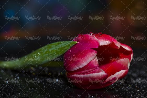 شاخه گل