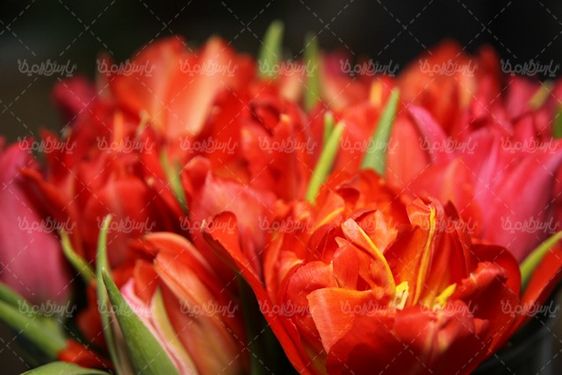 دسته گل