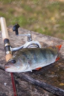 Fishing hooks