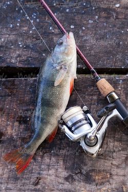 Fishing hooks