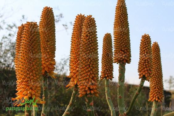 دانلود رایگان عکس آلوئه ورا