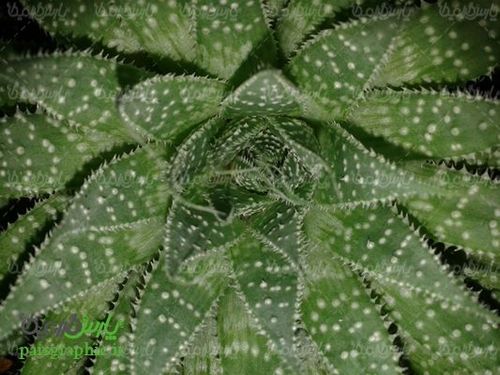 Aloevera