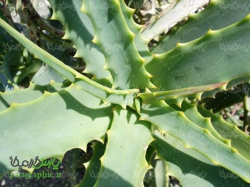 Aloevera