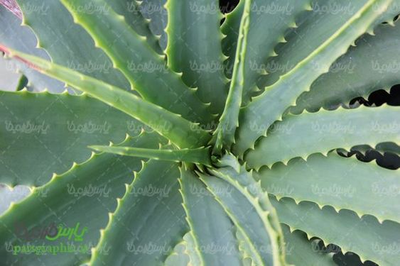 Aloevera