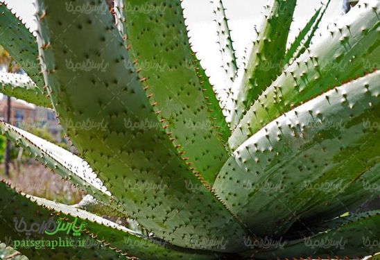 Aloevera