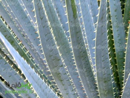 Aloevera