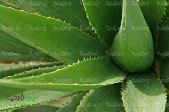 تصویر با کیفیت آلوئه ورا