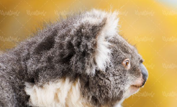 Koala bear