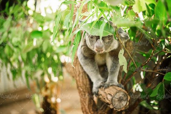 Koala bear