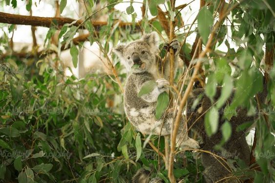 Koala bear